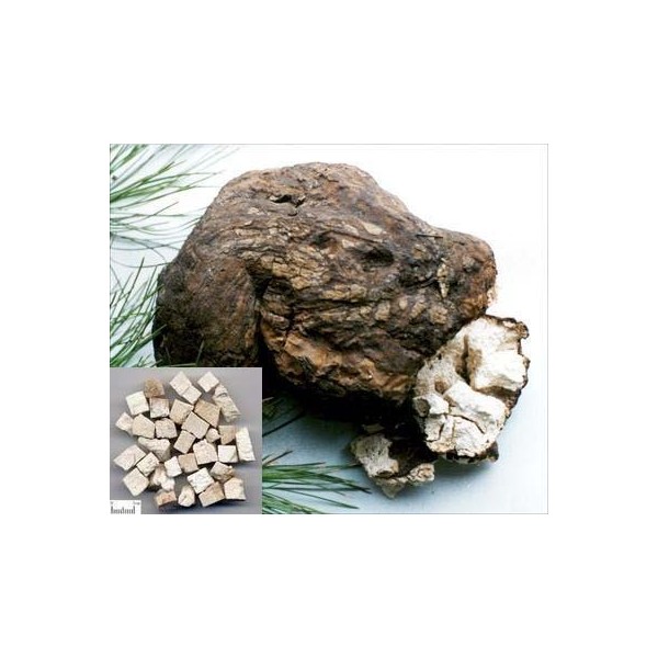 معرفی و راهنمای پرورش قارچ ها - کوکوس پوریا - فولینگ -پوریا